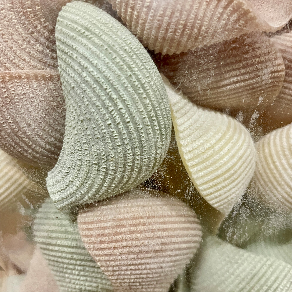 Conchiglioni (trafilati al bronzo) 500g TriColore - Image 3